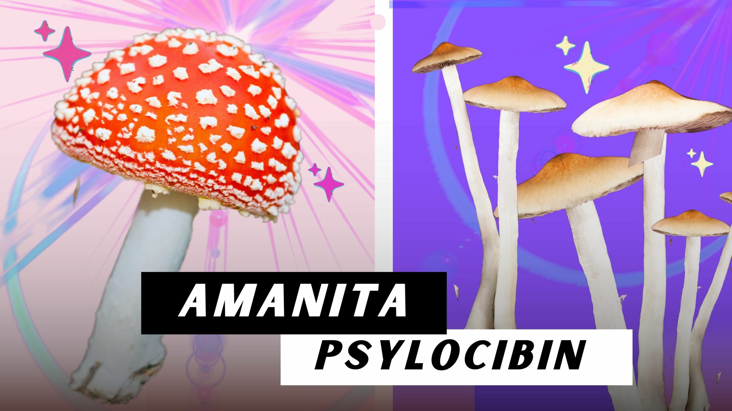 Amanita Muscaria vs Psilocybin Mushrooms: Exploring the Differences