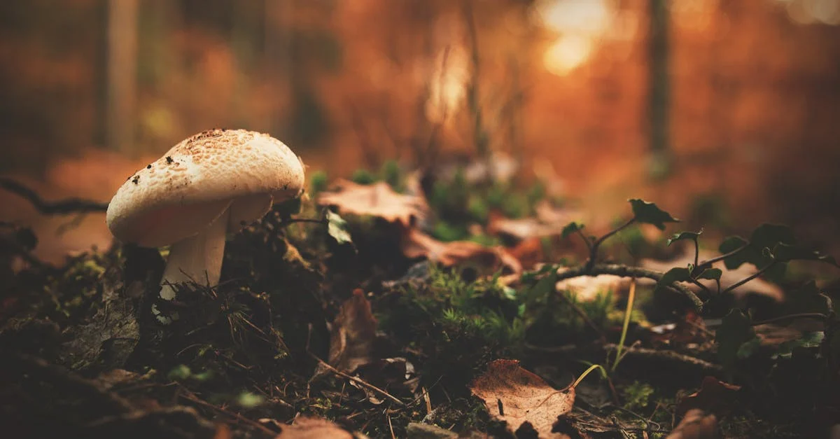 Mastering Mushroom Cultivation: Essential Guide on How to Use Mushroom Spores