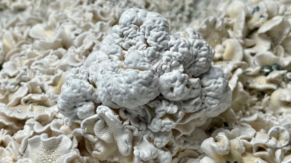 10 Fascinating Facts About the Enigma Mushroom Strain [2024 Guide]