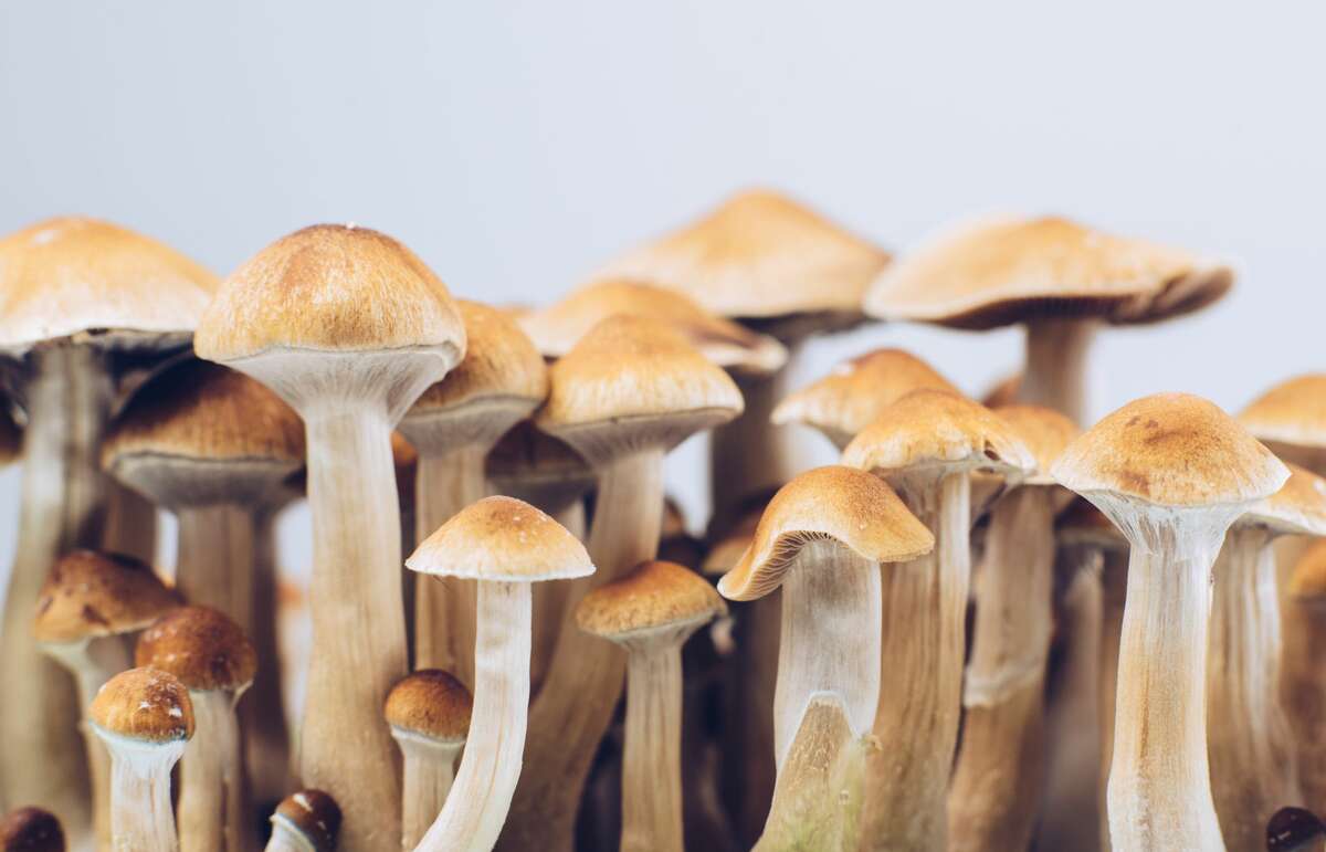 10 Facts About the B+ Mushroom Strain You Need to Know [Cultivation Guide]