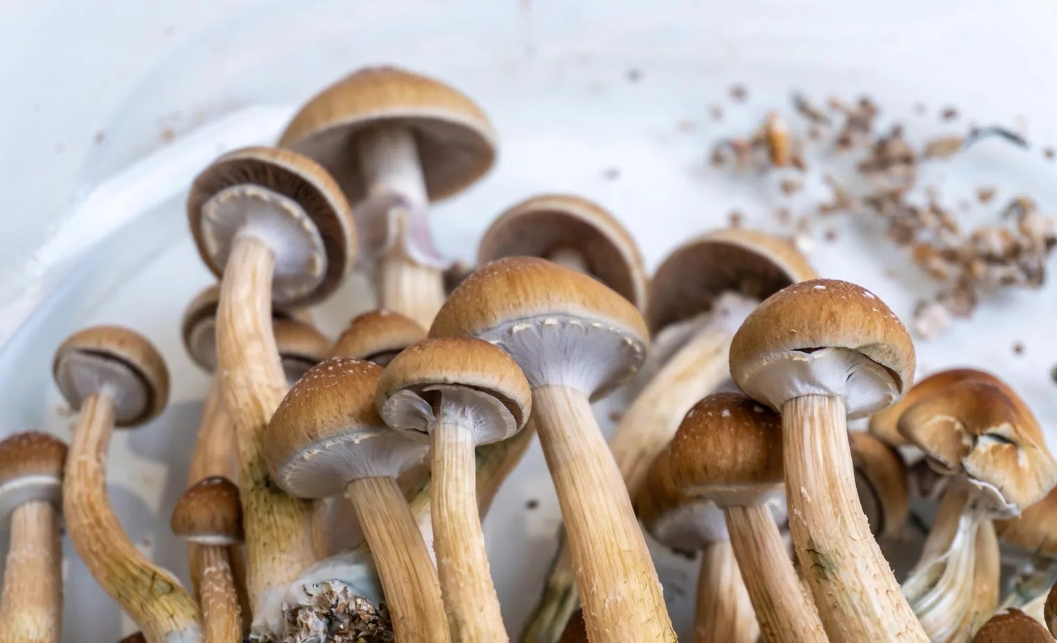 Golden Teacher Mushroom: Benefits, Cultivation, and Legal Status Guide