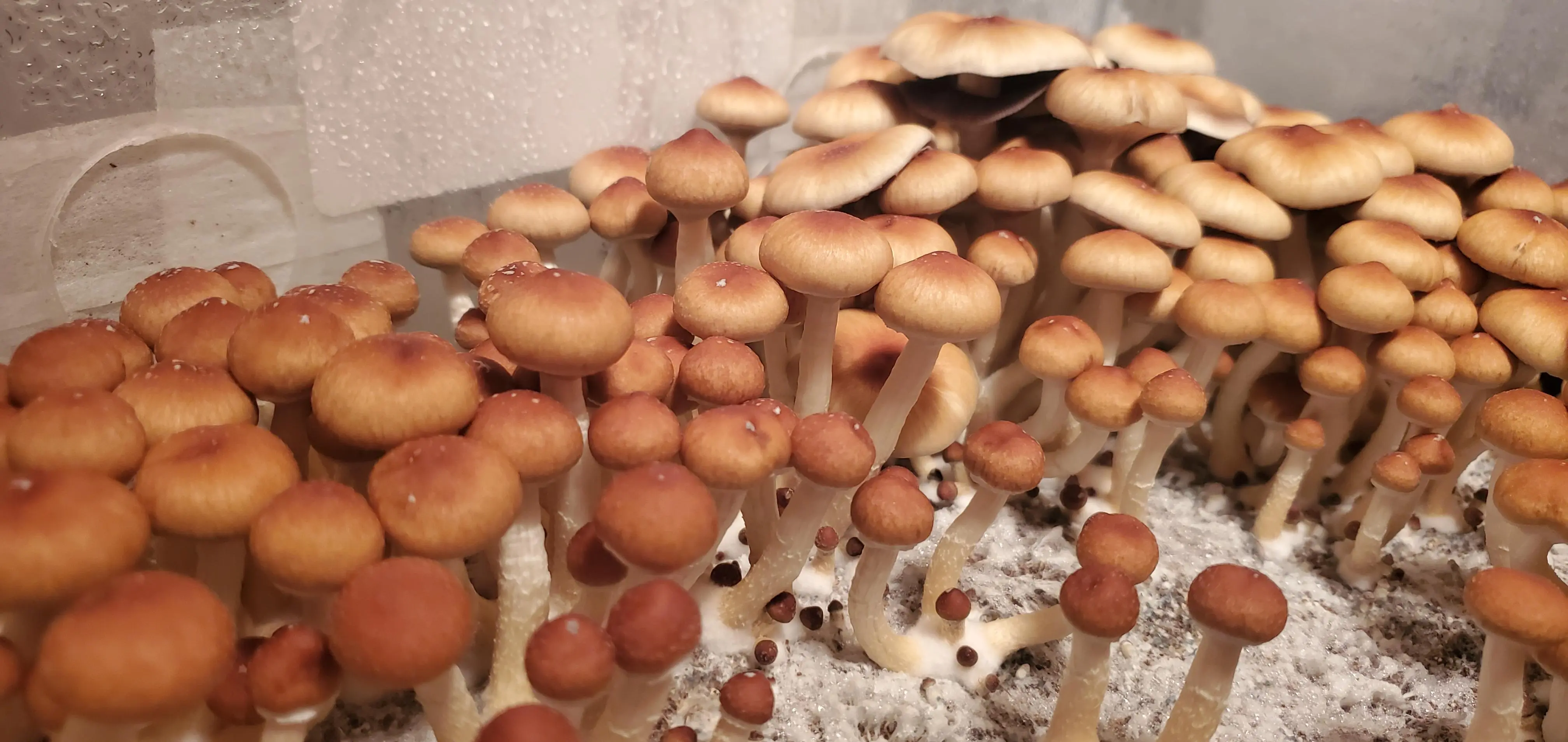 7 Key Facts About Jedi Mind Fuck Mushrooms [Caution Advised]