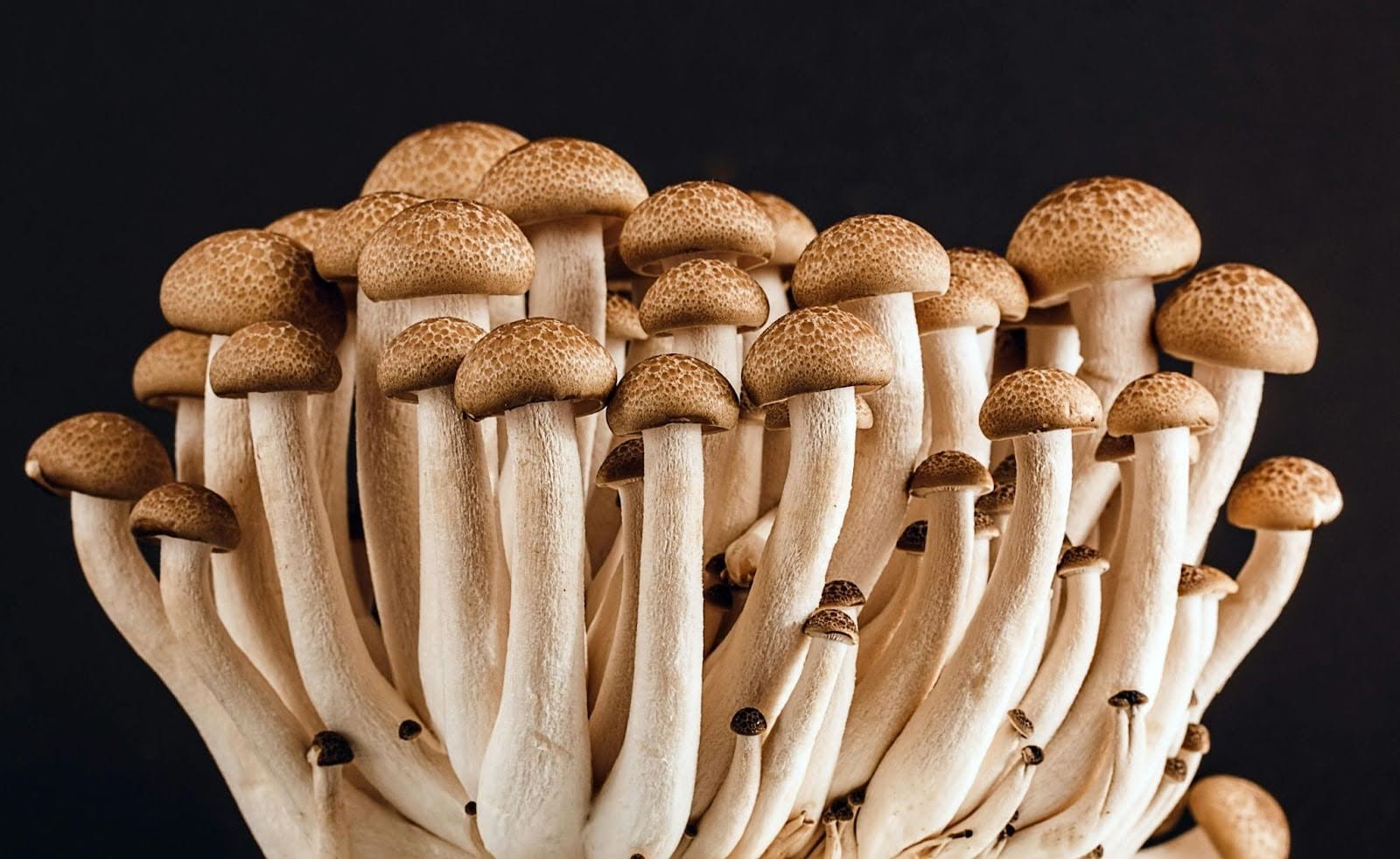 Different Growing Methods To Increase Your Mushroom Harvest