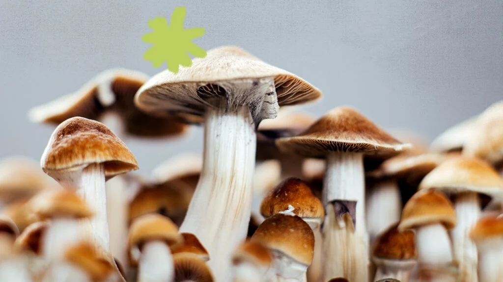 Penis Envy Mushroom: Effects, Benefits & Risks
